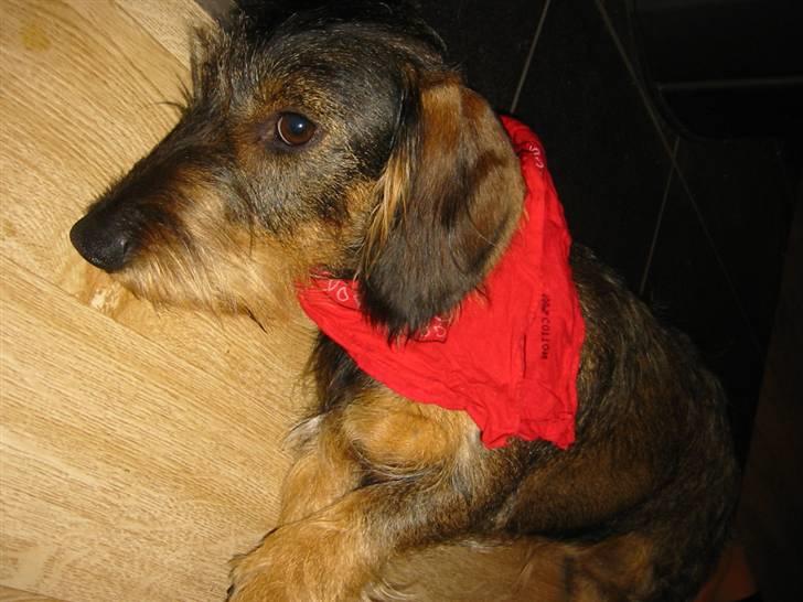 Gravhund *Betzy * billede 11