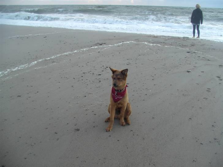 Blanding af racer bandit billede 19