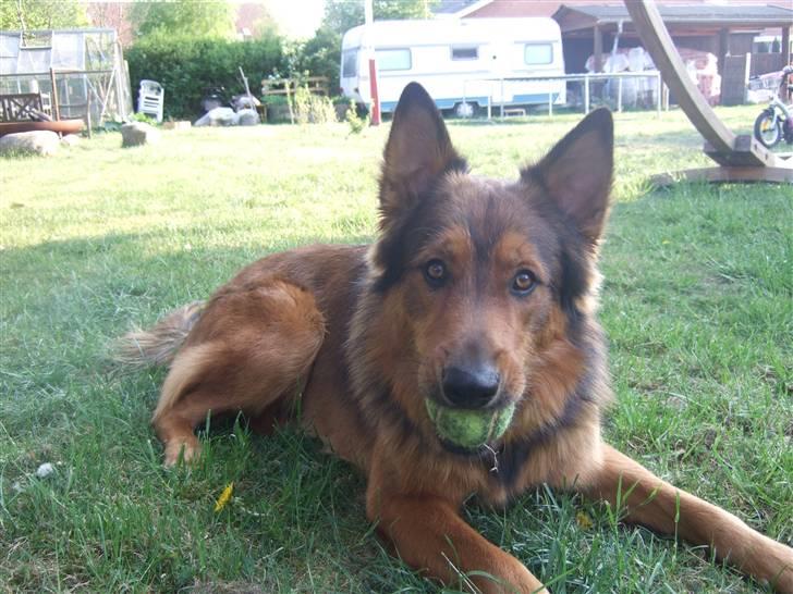 Blanding af racer bandit billede 20