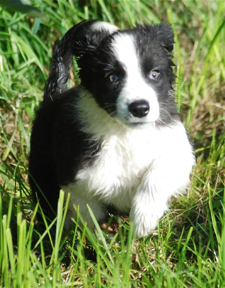 Border collie Mini  billede 3