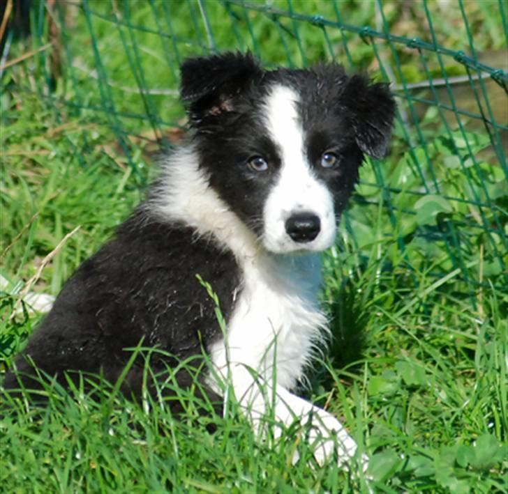 Border collie Mini  billede 5