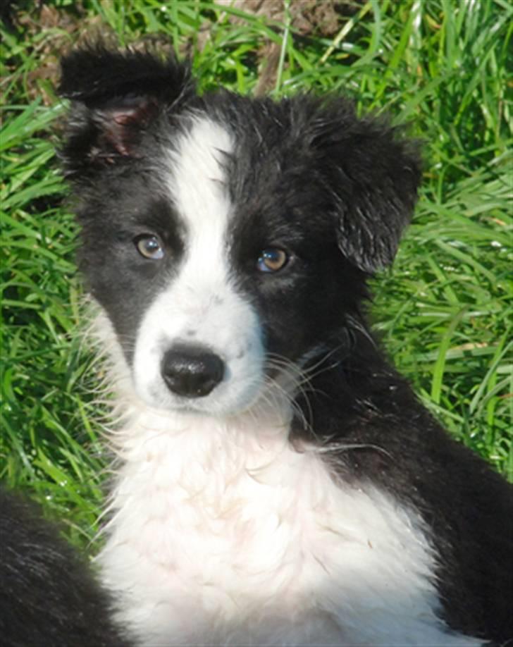 Border collie Mini  billede 6