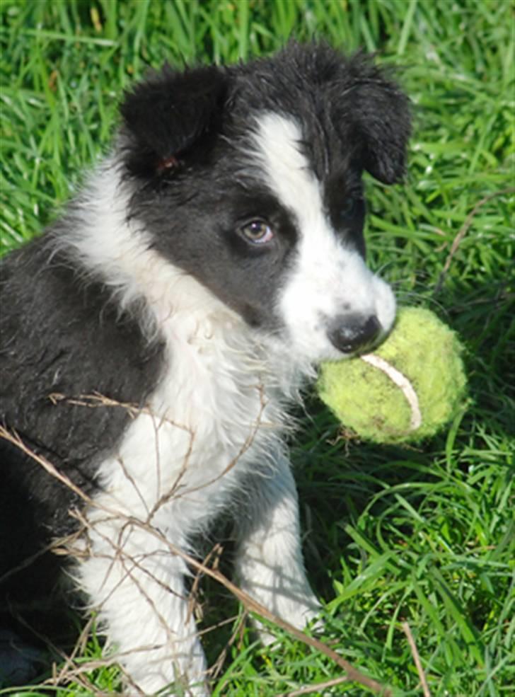 Border collie Mini  billede 7