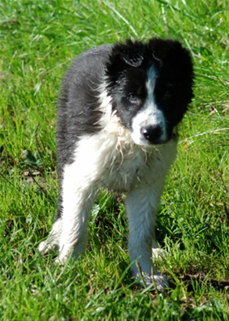 Border collie Brandy † RIP- 7-10-2009 † billede 9