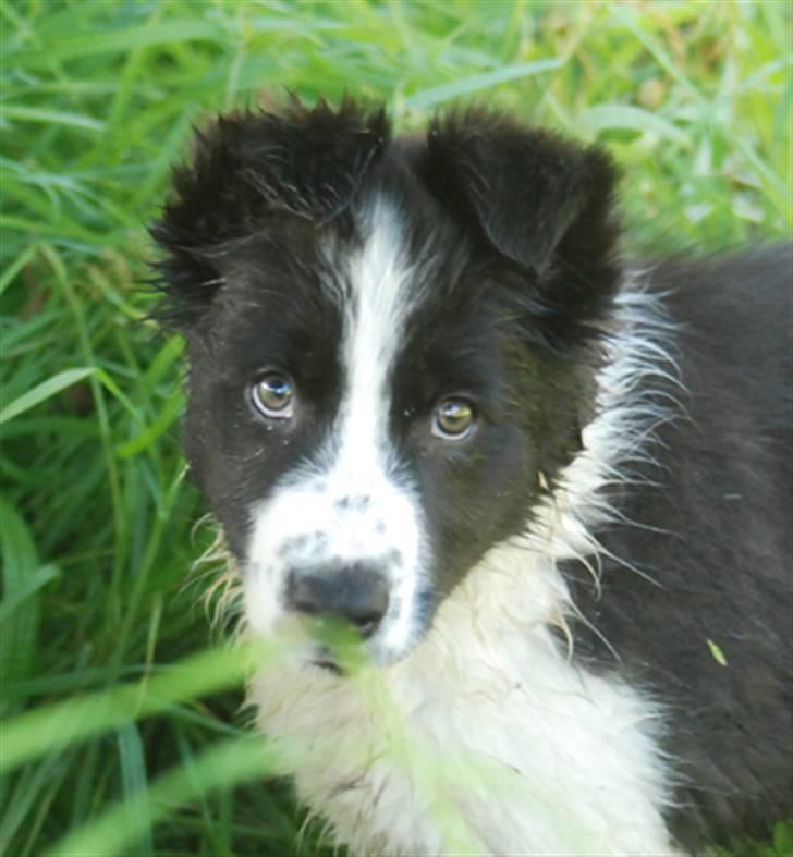 Border collie Brandy † RIP- 7-10-2009 † billede 10