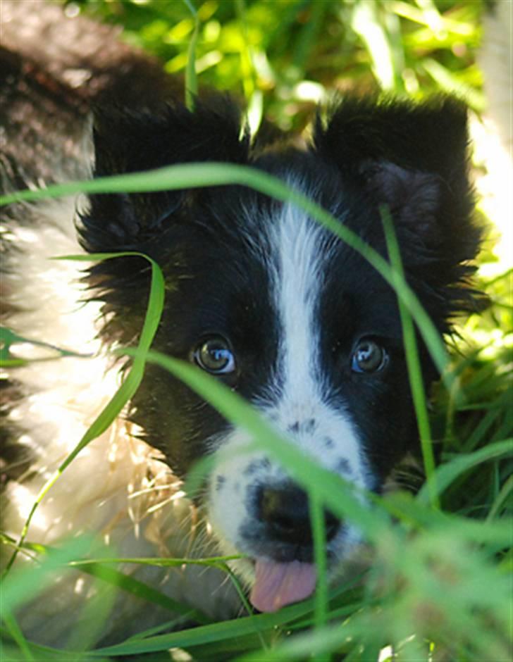 Border collie Brandy † RIP- 7-10-2009 † billede 11