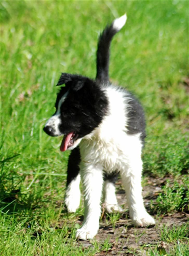 Border collie Brandy † RIP- 7-10-2009 † billede 12