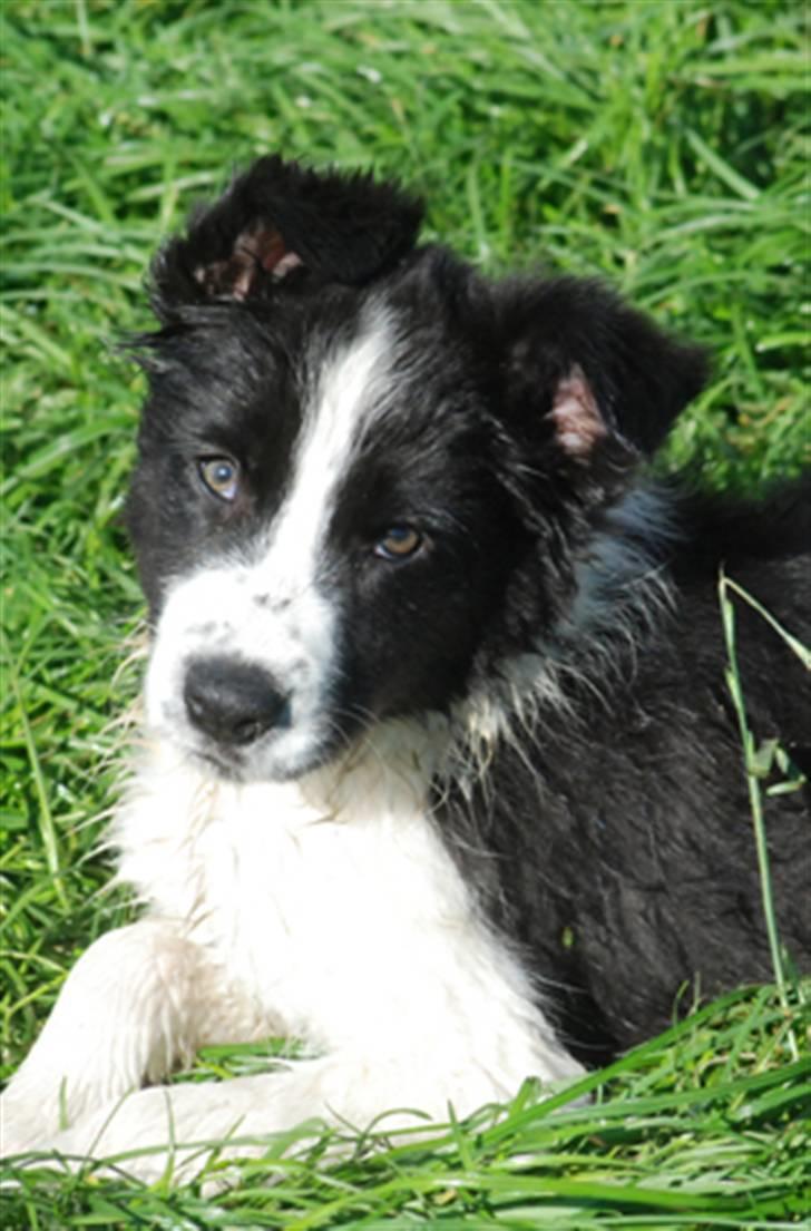 Border collie Brandy † RIP- 7-10-2009 † billede 13