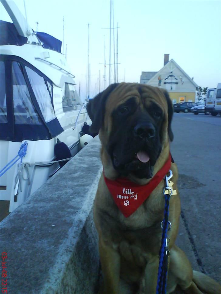 Mastiff buffer billede 1