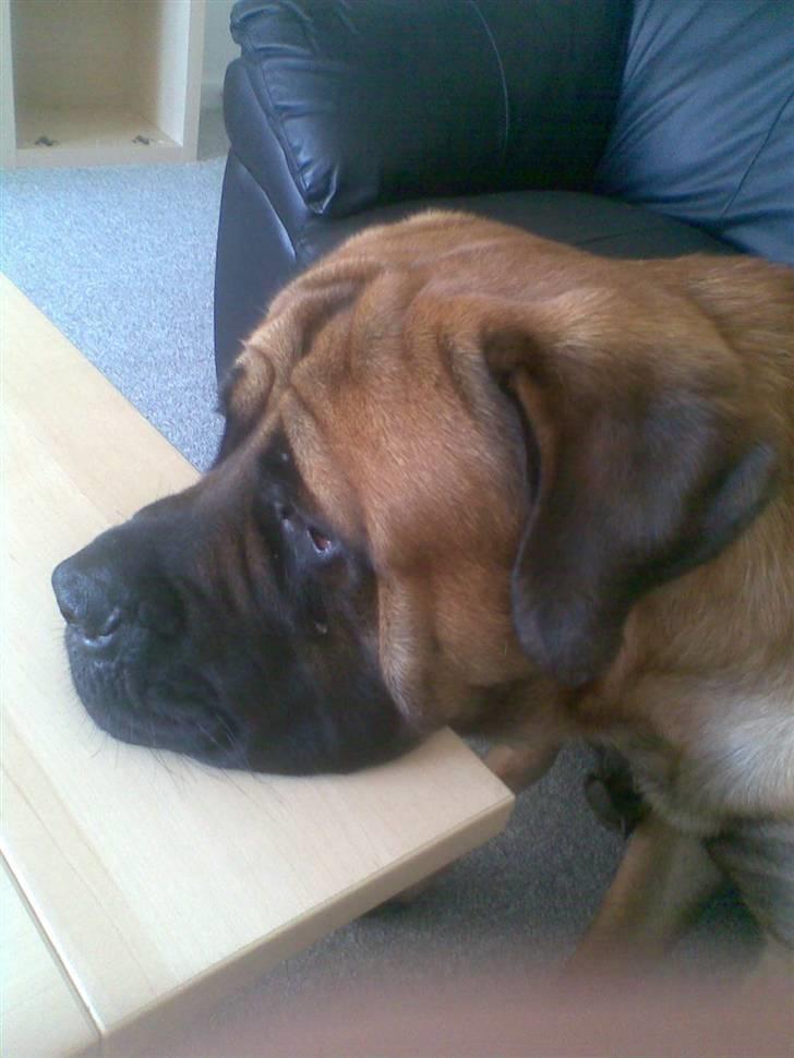 Mastiff buffer billede 2