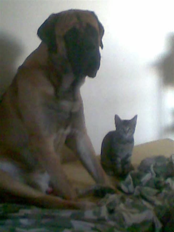 Mastiff buffer billede 3