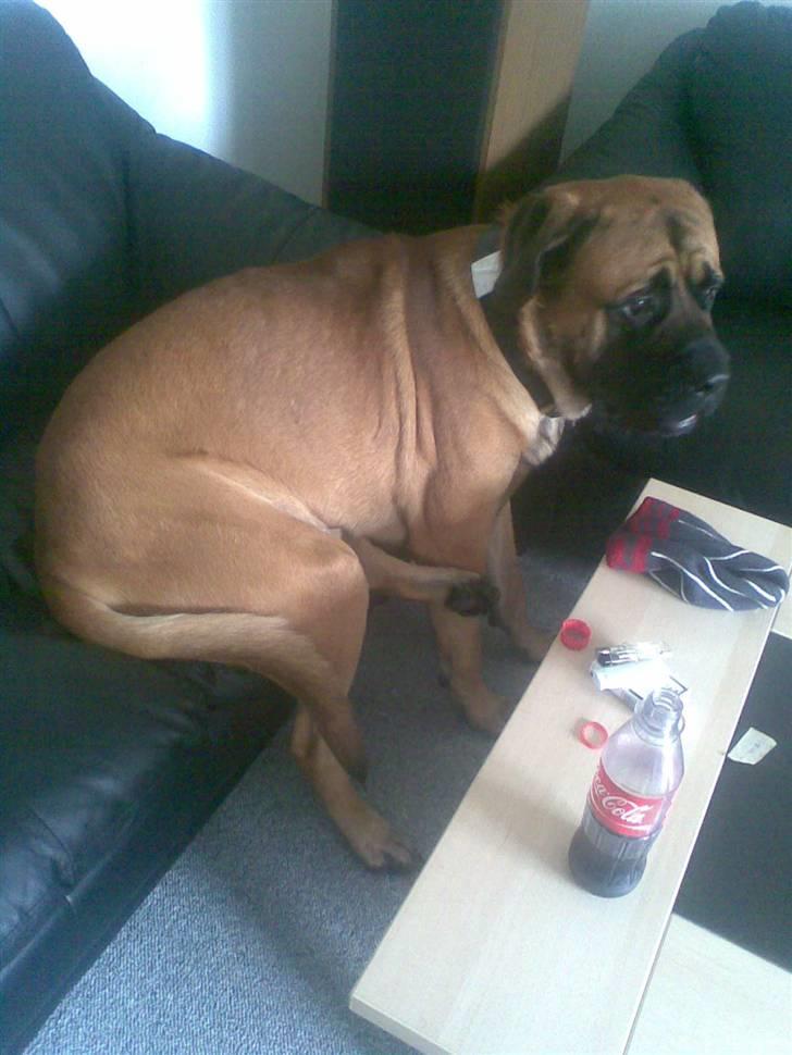 Mastiff buffer billede 4