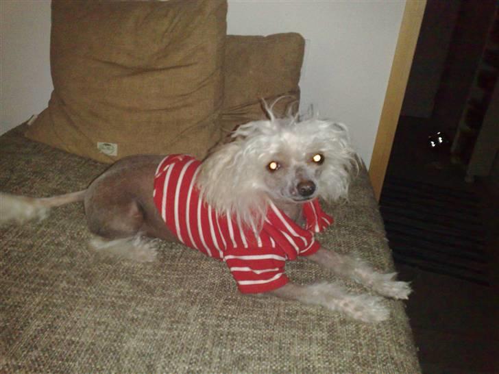 Chinese crested hårløs tulle billede 6