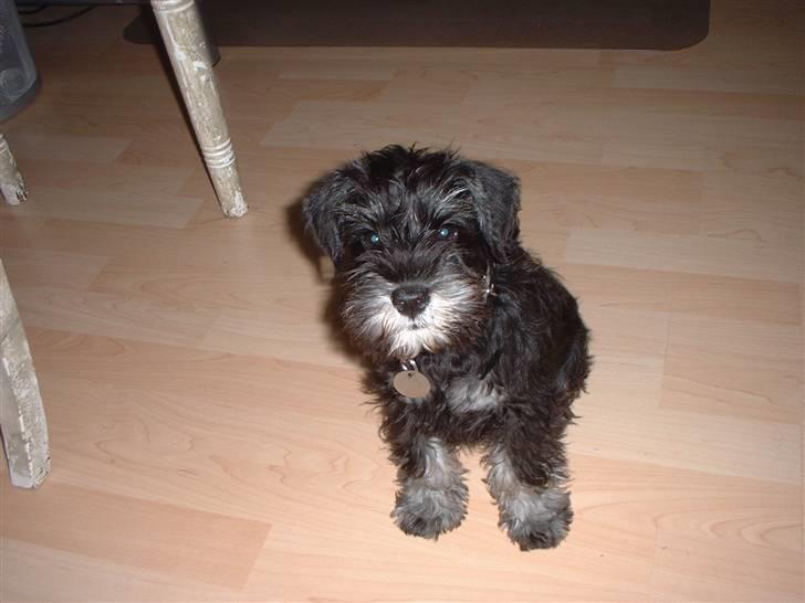 Dvaergschnauzer Mitzi billede 1