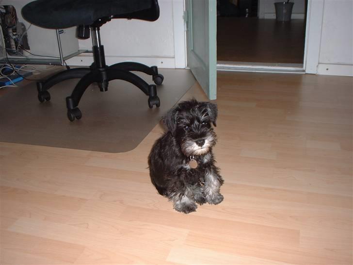 Dvaergschnauzer Mitzi billede 2