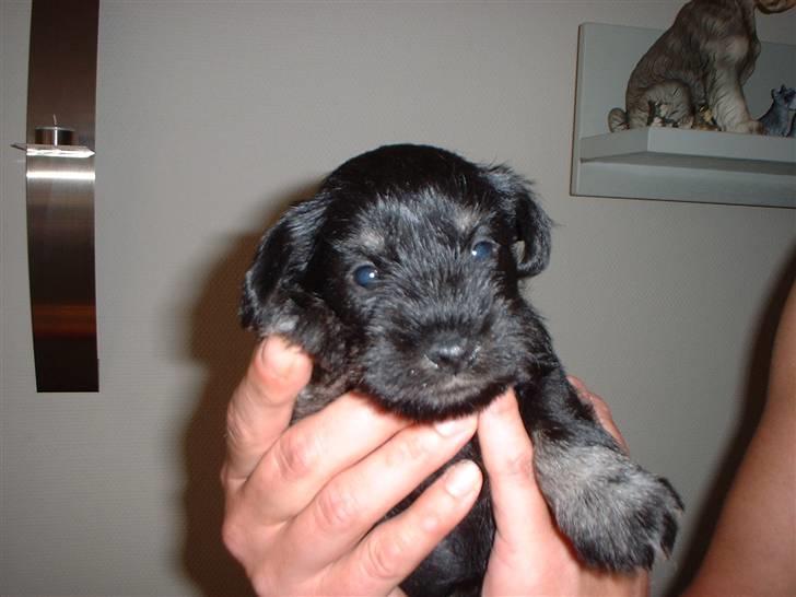 Dvaergschnauzer Mitzi billede 3