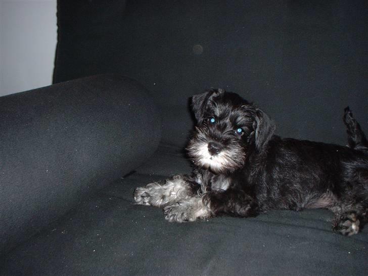 Dvaergschnauzer Mitzi billede 4