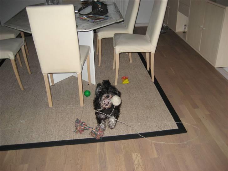 Dvaergschnauzer Mitzi billede 5