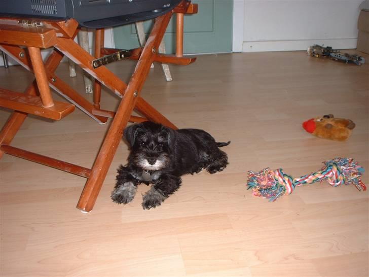 Dvaergschnauzer Mitzi billede 6