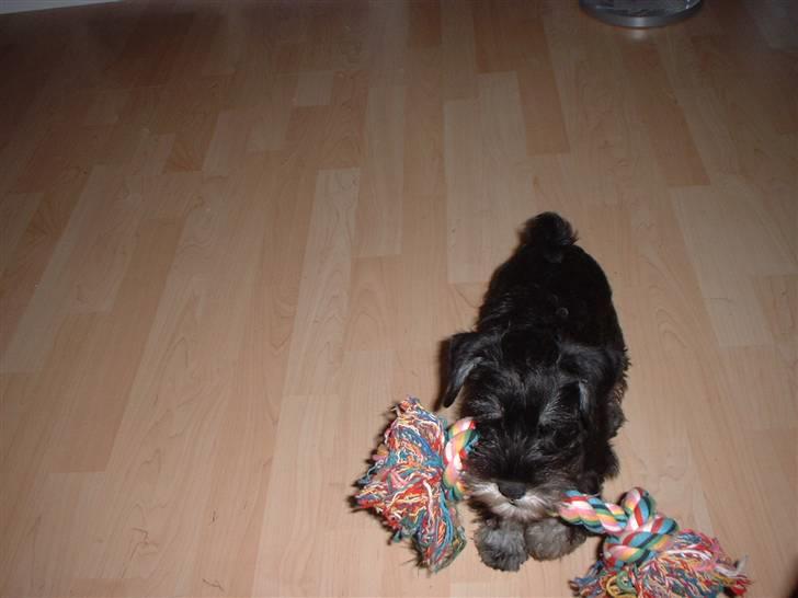 Dvaergschnauzer Mitzi billede 7