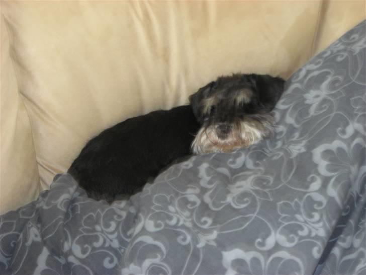 Dvaergschnauzer Mitzi billede 8