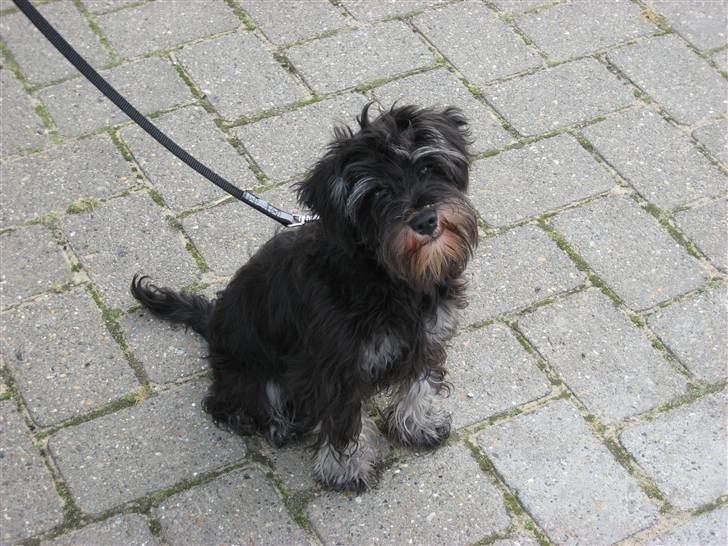Dvaergschnauzer Mitzi billede 9