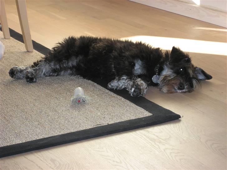 Dvaergschnauzer Mitzi billede 10