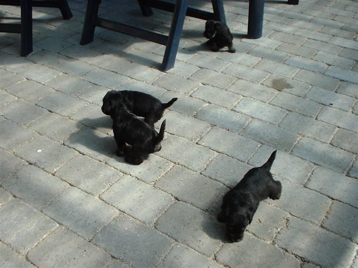 Dvaergschnauzer Mitzi billede 11