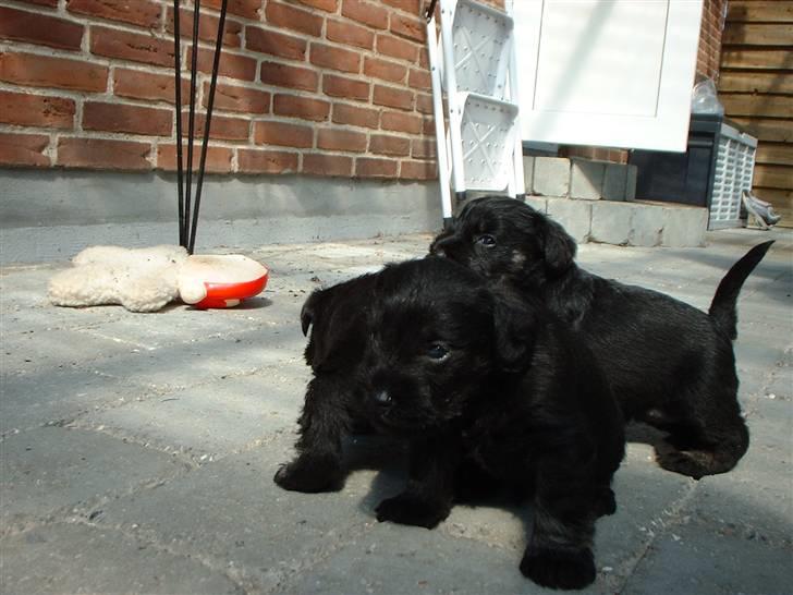 Dvaergschnauzer Mitzi billede 12