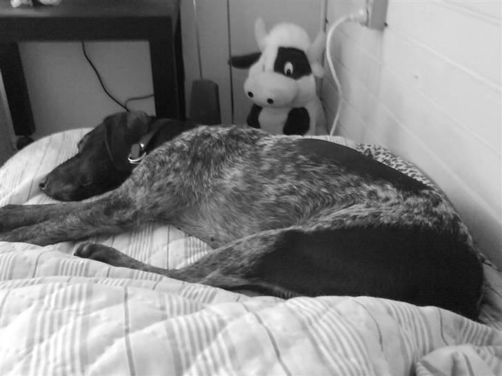 Korthåret hønsehund donna billede 8