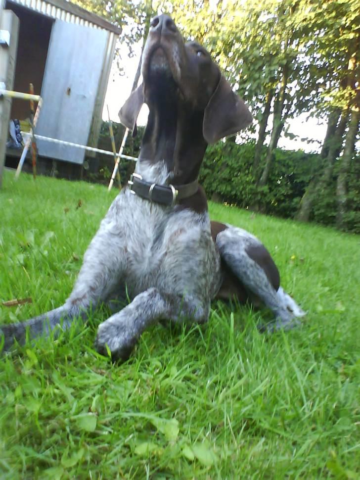 Korthåret hønsehund donna billede 9