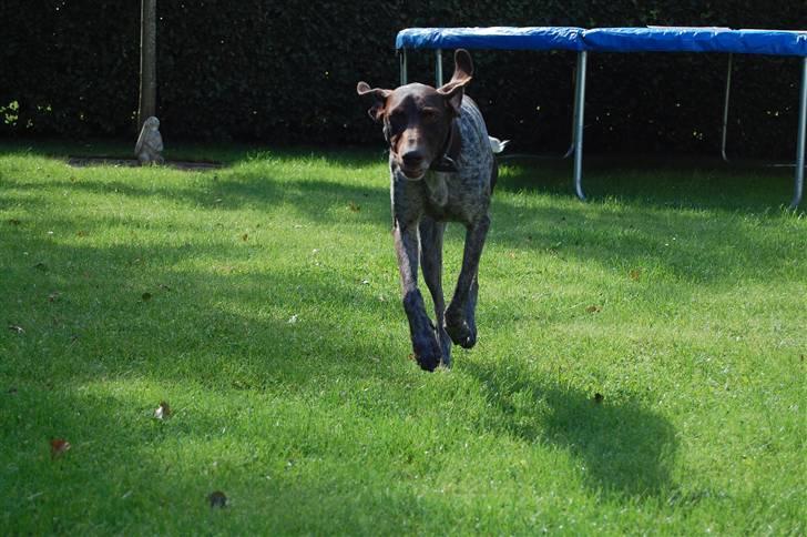 Korthåret hønsehund donna billede 10
