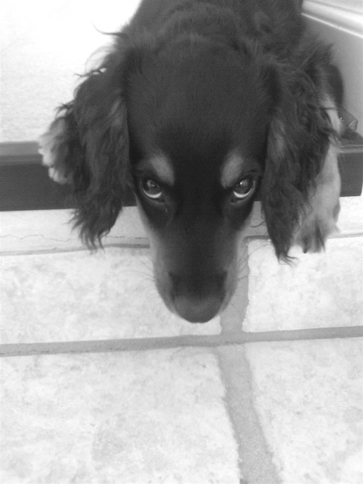 Field Trial spaniel Kenzo billede 7