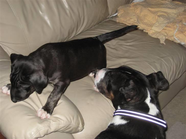 Bullterrier Kalle billede 9