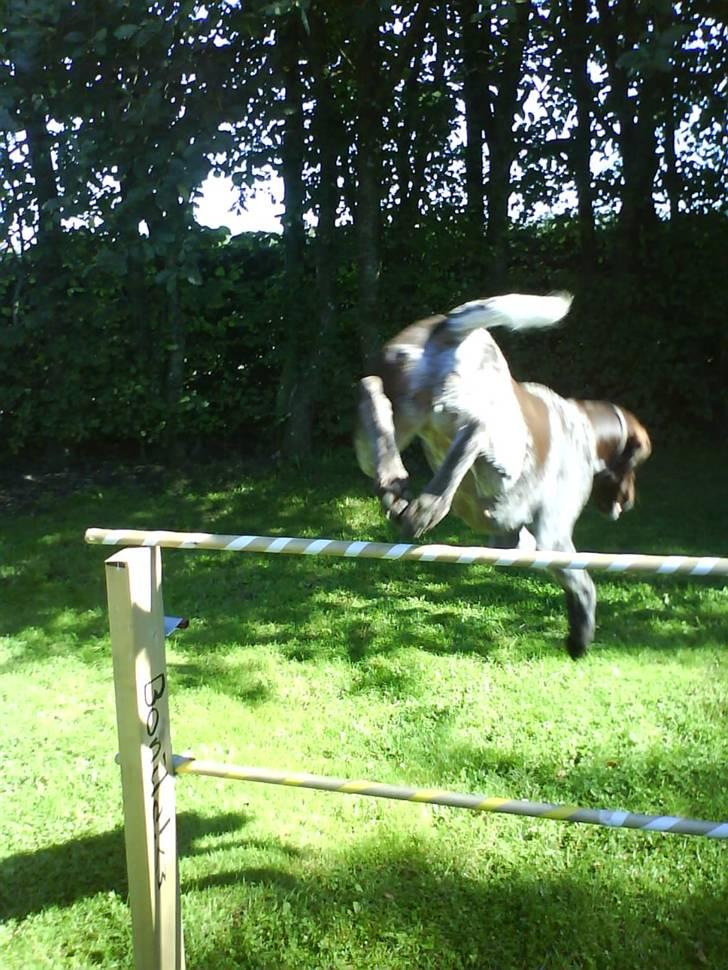 Korthåret hønsehund donna - så smutter jeg , kig forbi jaro, laika og bonita inden du smutter :D:D:D billede 11