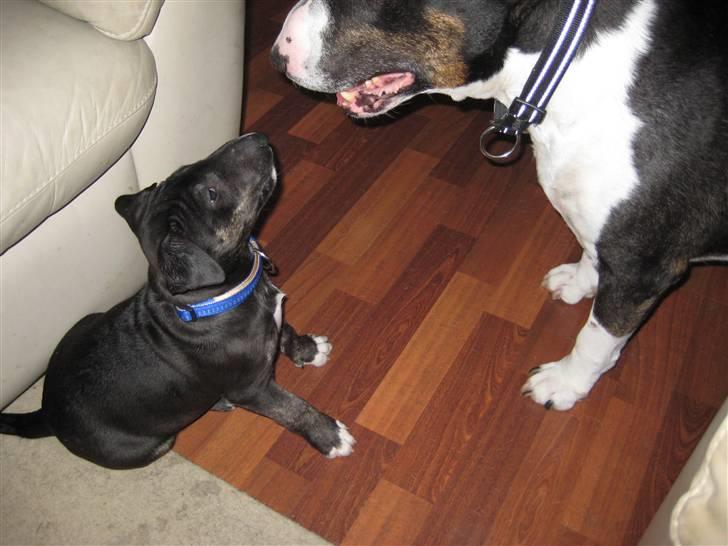 Bullterrier Kalle - Puha, hvor har ham Ulf, dårlig ånde billede 10