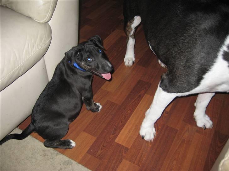 Bullterrier Kalle billede 11