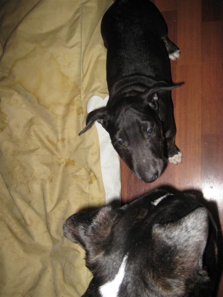 Bullterrier Kalle - Prøv lige at se min hovedform billede 12