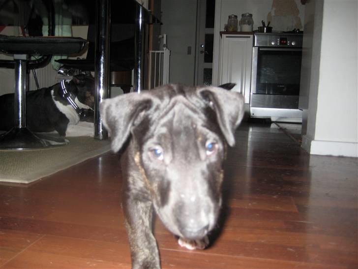 Bullterrier Kalle billede 13