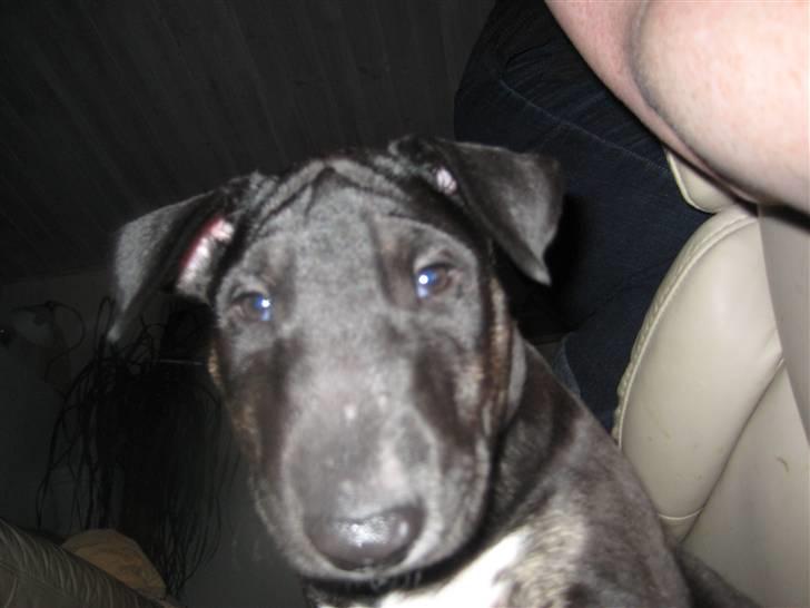 Bullterrier Kalle - Hvor er jeg bare dejlig billede 14