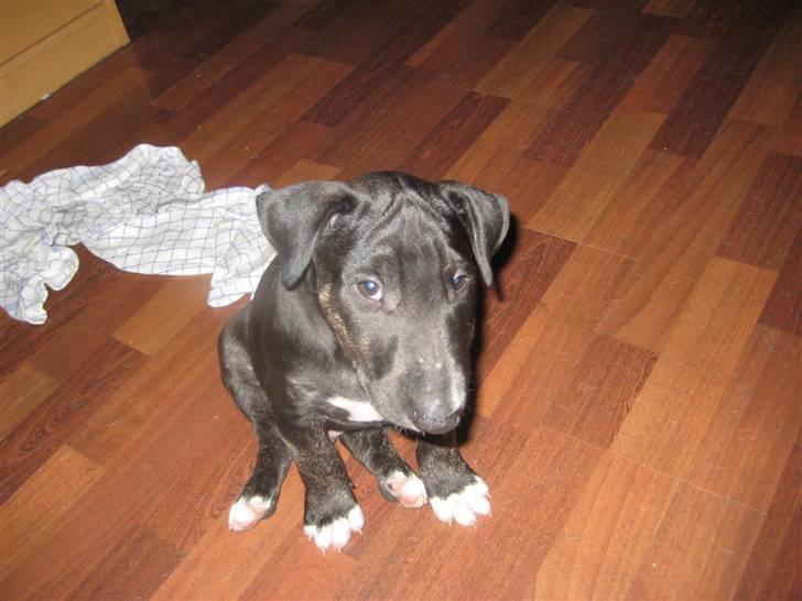 Bullterrier Kalle - skal du nu tage flere billeder;-) billede 15