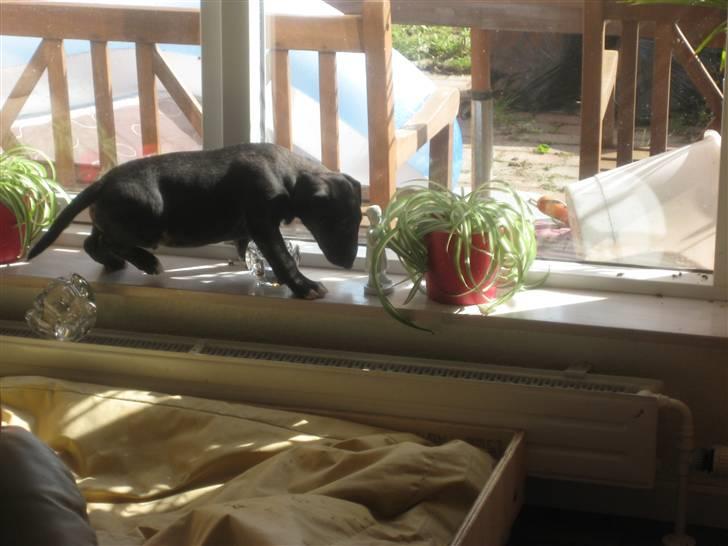 Bullterrier Kalle - Og her går jeg så i vindueskarmen billede 16