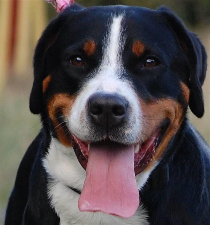 Grosser schweizer sennenhund bonita  billede 11