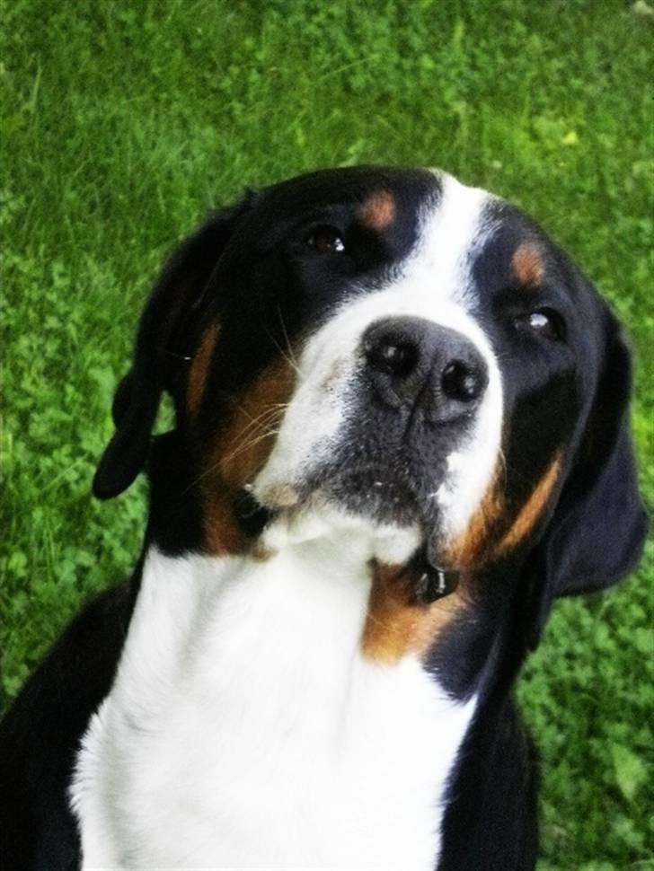 Grosser schweizer sennenhund bonita  billede 12