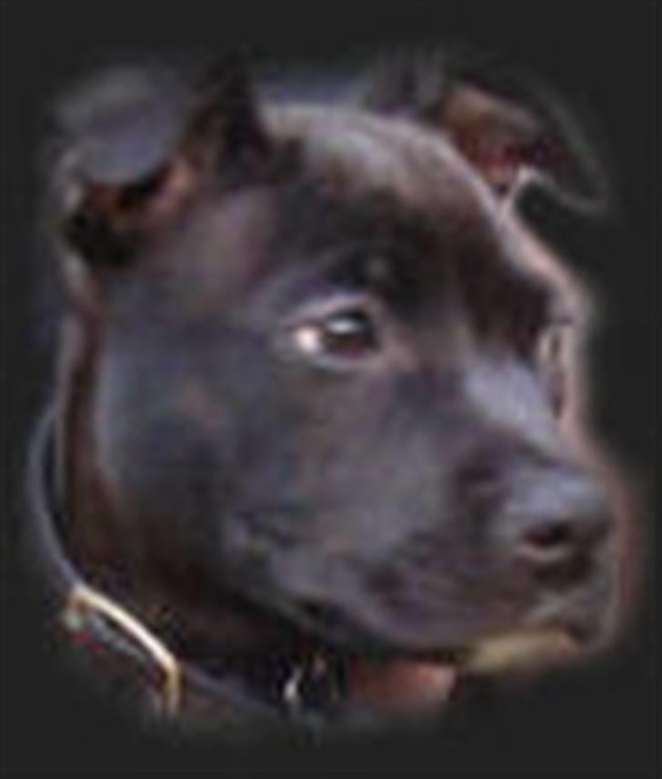 Amerikansk staffordshire terrier (¯`´·.¸ Chico ¸.·´´¯) billede 3