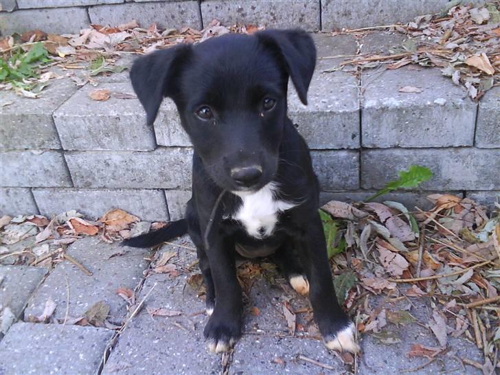 Blanding af racer Frida billede 1