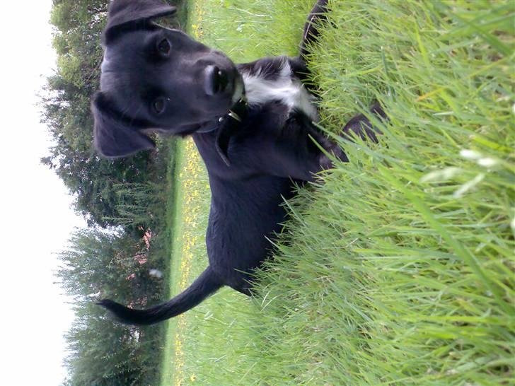 Blanding af racer Frida billede 2