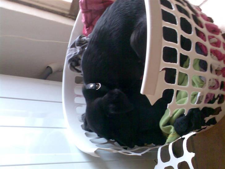 Blanding af racer Frida billede 3