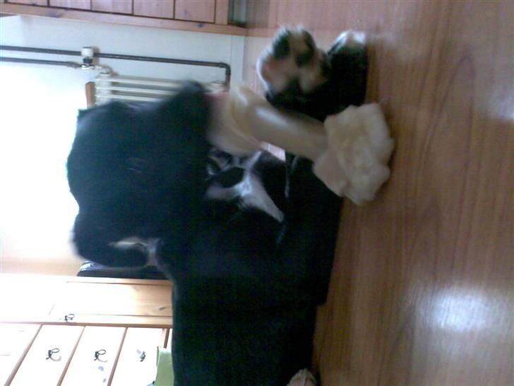 Blanding af racer Frida billede 4