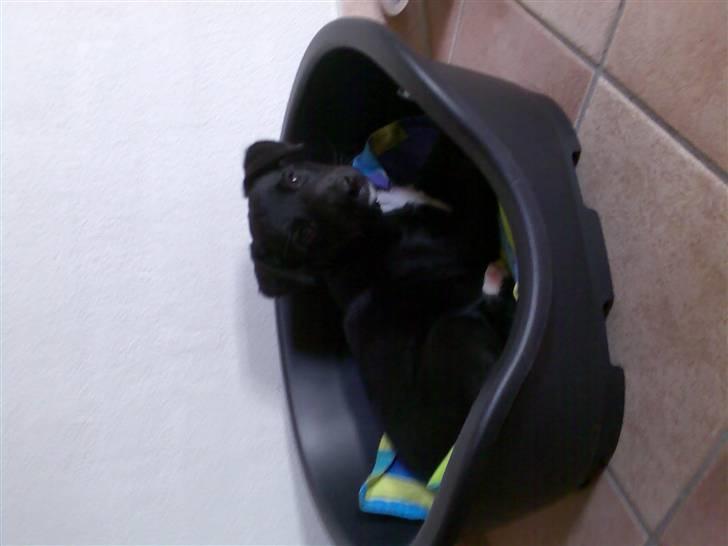 Blanding af racer Frida billede 5